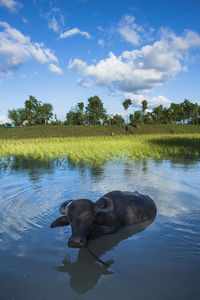 Buffaloes having bath in the canal. khulnai, bangladesh.