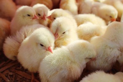 Close-up of baby chickens in poultry farm