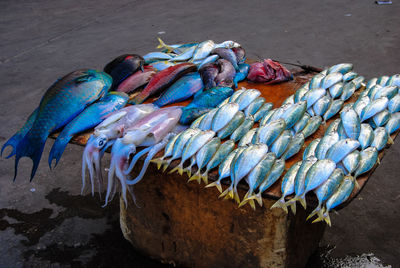 High angle view of fish in sea