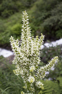 Close-up of flowering plant