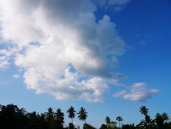 Low angle view of coconut palm trees against blue sky