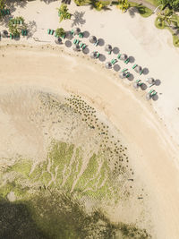 Aerial view of rows of beach umbrellas and empty deck chairs on sandy beach in summer