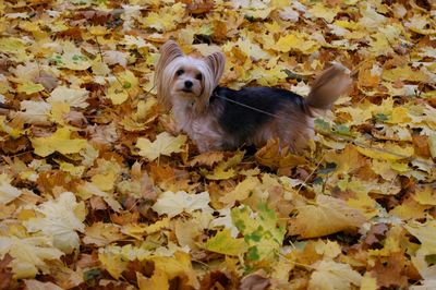 High angle view of dog standing on dry leaves