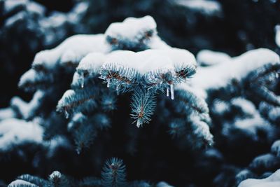 Close-up of frozen tree against sky