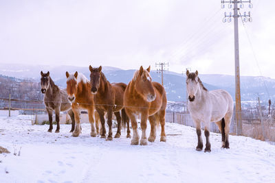 Panoramic view of horses on snow covered field