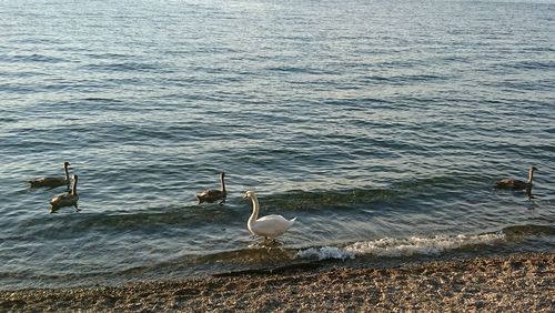 Seagulls on beach