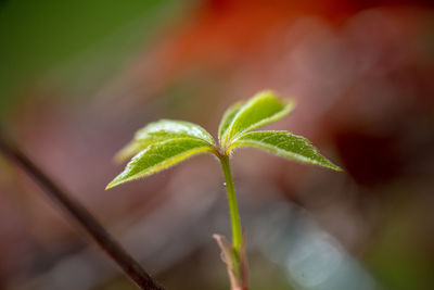 leaf