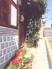 Plant growing on a wall