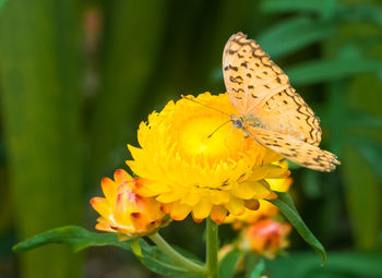 Close-up of butterfly pollinating on flower