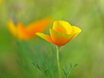 Close-up of yellow flower