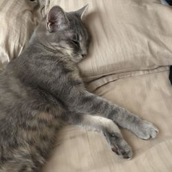 High angle view of cat sleeping on bed