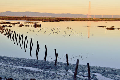 Flock of birds on lake against sky during sunset