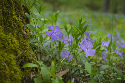 Close-up of purple flowering plants on field