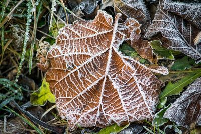 Close-up of leaves