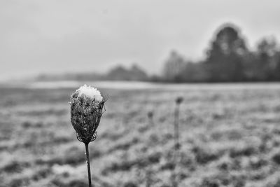 Close-up of poppy on field against sky