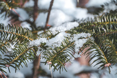 Close-up of pine tree during winter