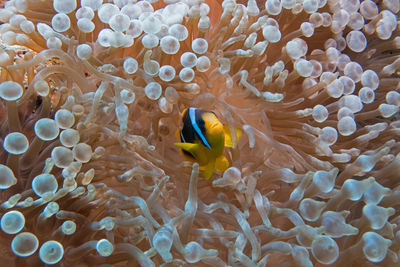 Fish swimming in sea