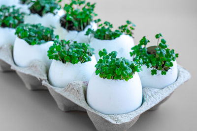 Fresh arugula green sprouts in egg shells in carton box on brown background.