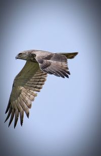 Low angle view of bird flying in sky