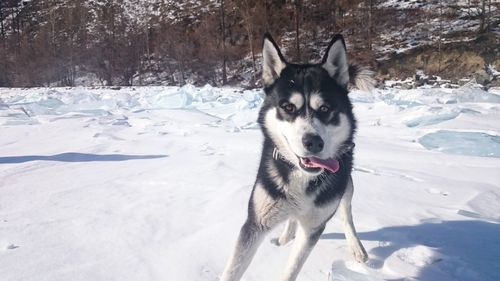 Dog on snow field