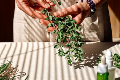 Alternative medicine. woman holding in her hands a bunch of marjoram. 