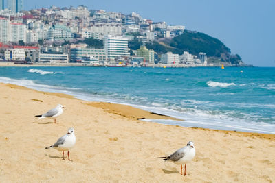 Seagulls walk in the sand on the sea