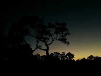 Low angle view of silhouette trees against sky at night