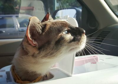 Close-up of a cat looking away