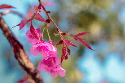 Low angle view of pink flower tree against sky