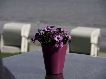 Close-up of pink flower pot on table