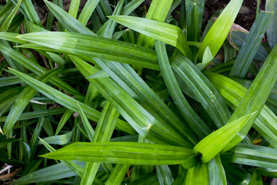 Full frame shot of fresh green plants