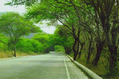 Road passing through forest