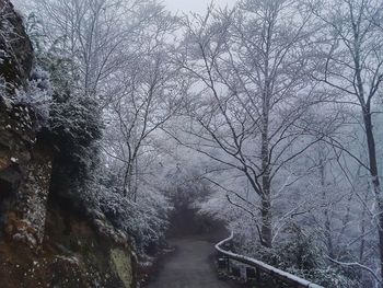 Bare trees in forest during winter