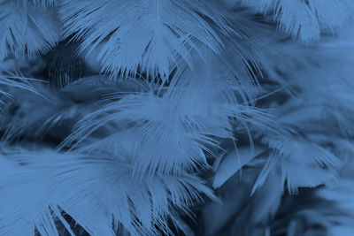 Close-up of peacock