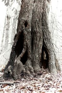 Close-up of tree trunk