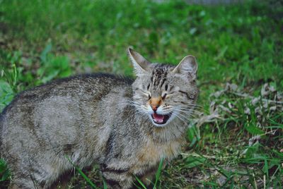 Portrait of a cat on field