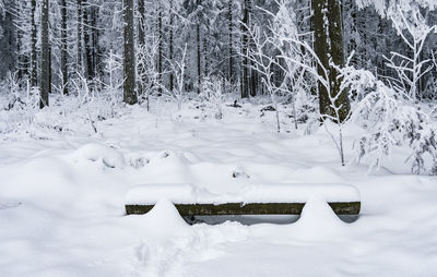 Snow covered land and trees in forest