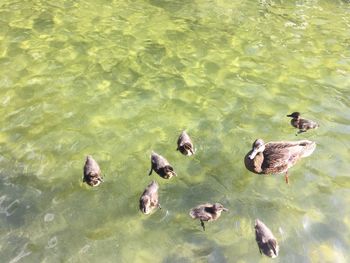 High angle view of ducks in water