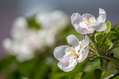 Close-up of white cherry blossom