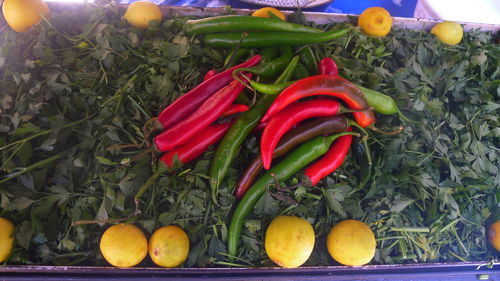 Close-up of tomatoes