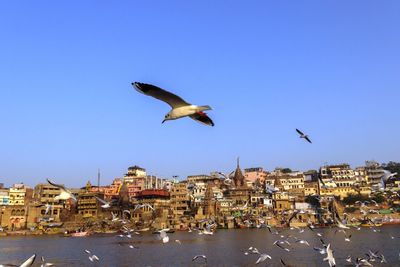 Seagulls flying in city against clear blue sky
