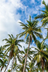 Low angle view of palm trees against sky