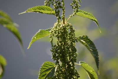 Close-up of fresh green plant