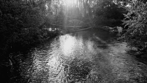 Reflection of trees in water