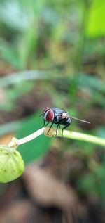 Close-up of insect on plant