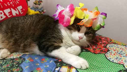 Close-up of cat relaxing on bed at home