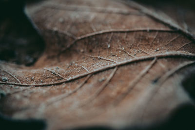 Close-up of dry leaf