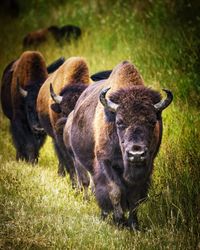 Buffalo in field