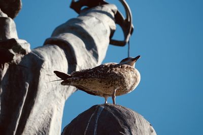 Low angle view of seagull perching on wooden post