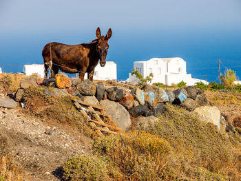 View of a horse on rock